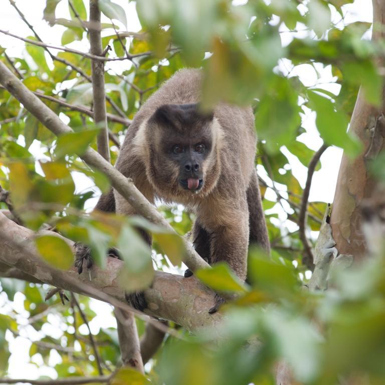 Pousada Araras Pantanal Eco Lodge Carvoalzinho Dış mekan fotoğraf
