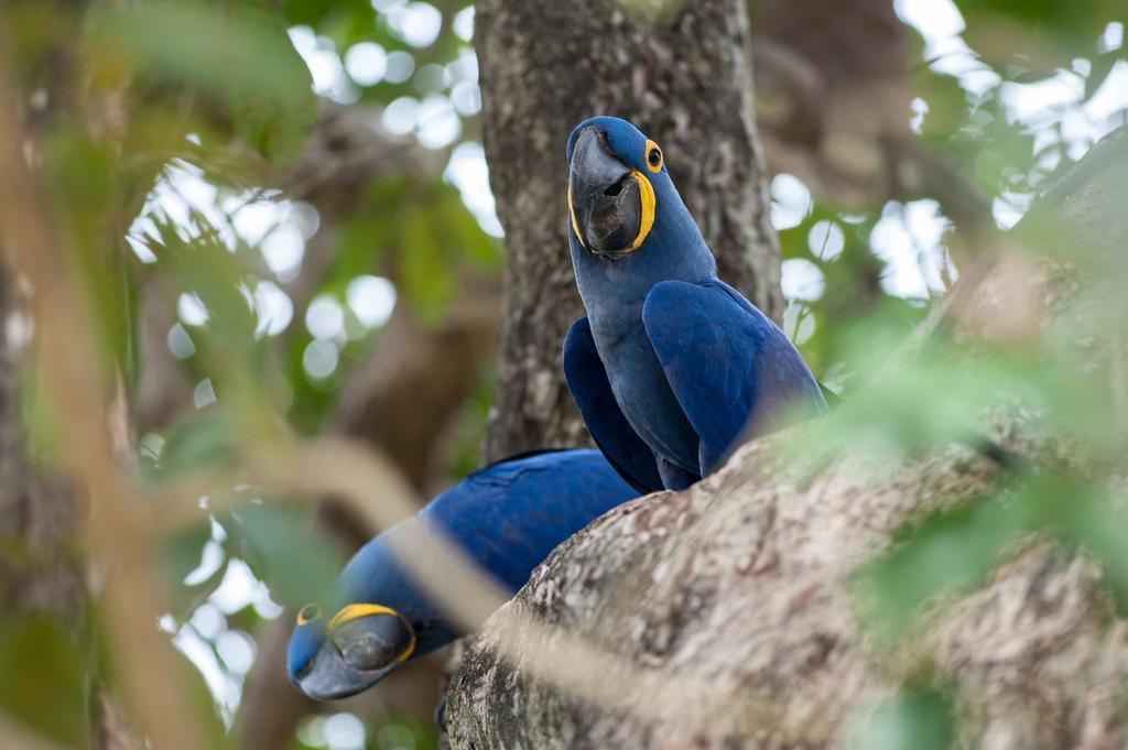 Pousada Araras Pantanal Eco Lodge Carvoalzinho Dış mekan fotoğraf