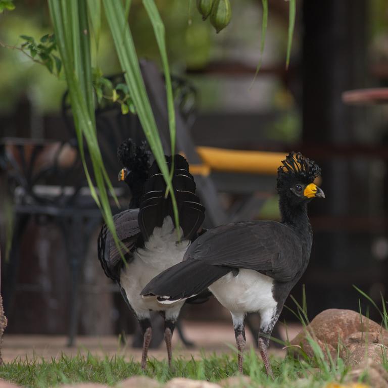 Pousada Araras Pantanal Eco Lodge Carvoalzinho Dış mekan fotoğraf