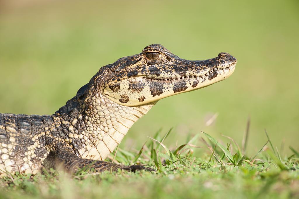 Pousada Araras Pantanal Eco Lodge Carvoalzinho Dış mekan fotoğraf