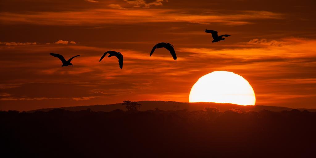Pousada Araras Pantanal Eco Lodge Carvoalzinho Dış mekan fotoğraf