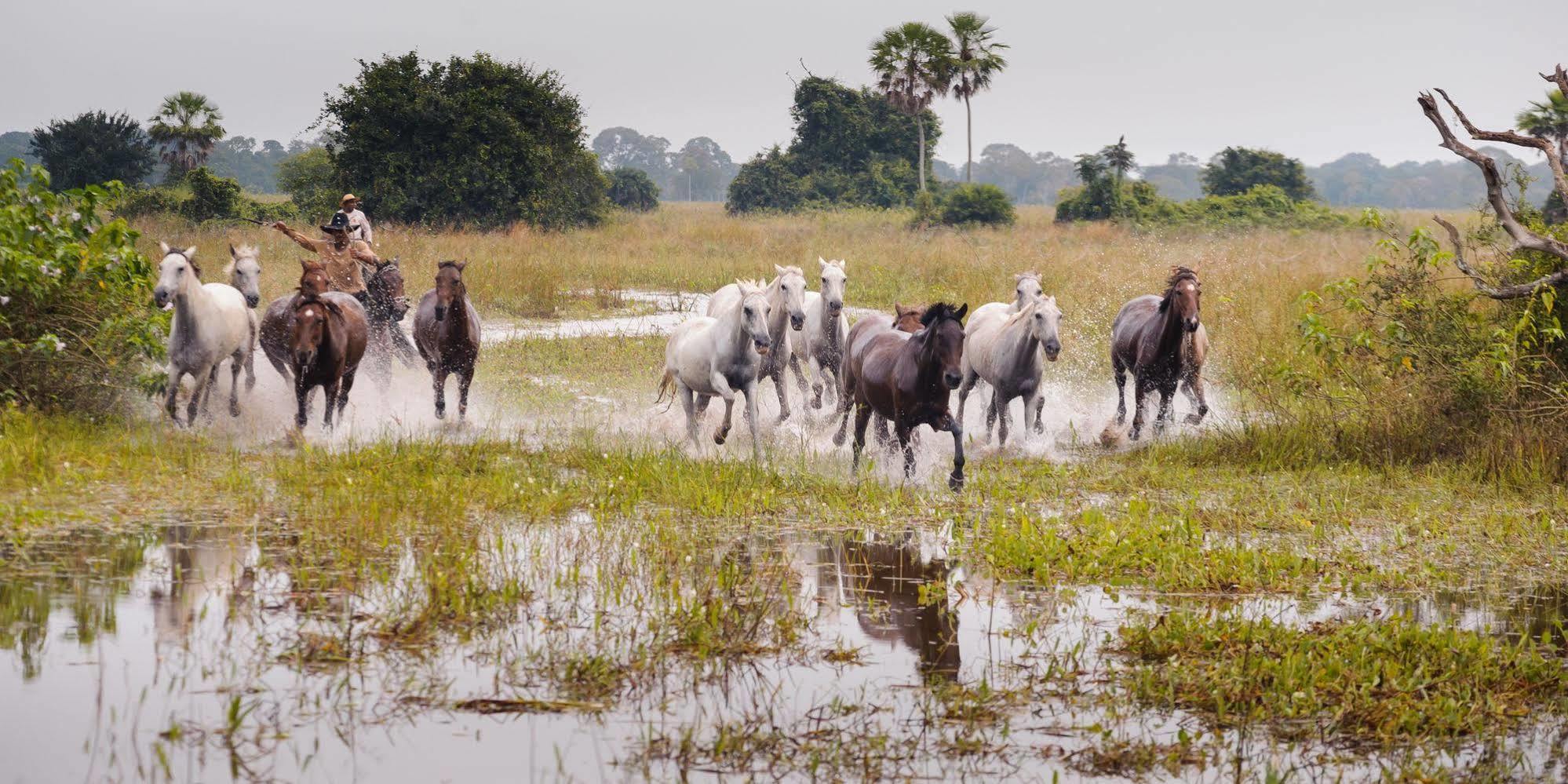Pousada Araras Pantanal Eco Lodge Carvoalzinho Dış mekan fotoğraf
